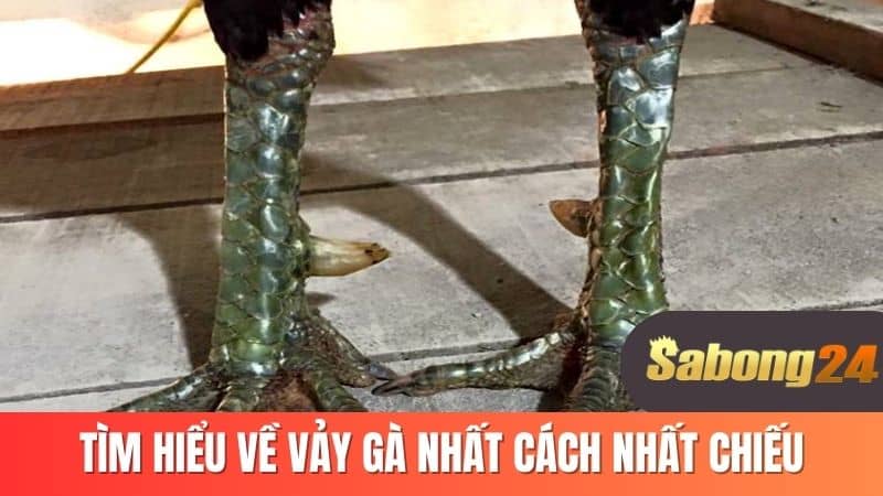 Tìm hiểu về vảy gà nhất cách nhất chiếu